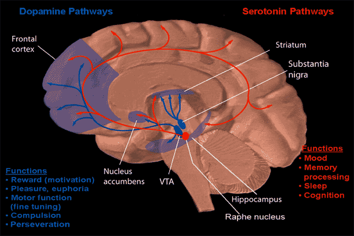 Đường đi của dopamine và serotonin trong não bộ. Nguồn: Wikimedia.